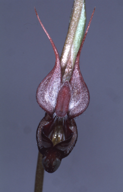 APII jpeg image of Pterostylis lingua  © contact APII