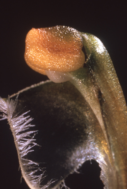 APII jpeg image of Pterostylis  © contact APII