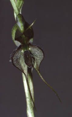 APII jpeg image of Pterostylis  © contact APII