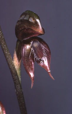 APII jpeg image of Pterostylis squamata  © contact APII