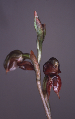 APII jpeg image of Pterostylis squamata  © contact APII