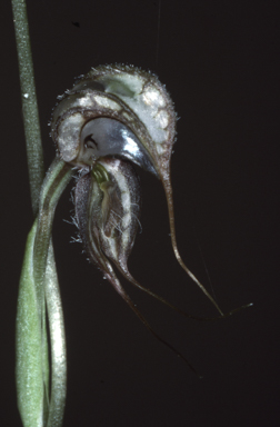 APII jpeg image of Pterostylis eremaea  © contact APII
