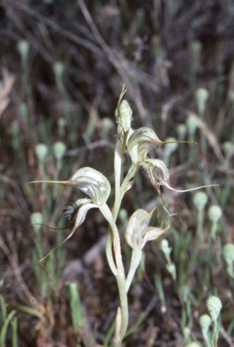 APII jpeg image of Pterostylis spathulata  © contact APII