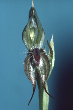 APII jpeg image of Pterostylis setifera  © contact APII