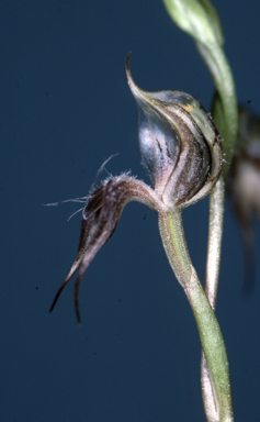 APII jpeg image of Pterostylis setifera  © contact APII
