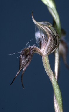 APII jpeg image of Pterostylis setifera  © contact APII