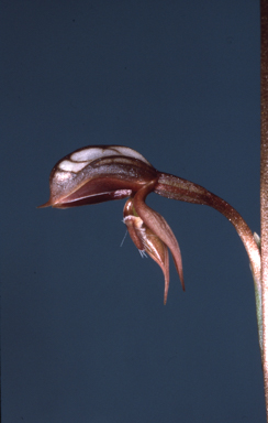 APII jpeg image of Pterostylis rufa  © contact APII