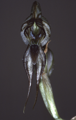 APII jpeg image of Pterostylis roensis  © contact APII