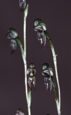 APII jpeg image of Pterostylis biseta  © contact APII