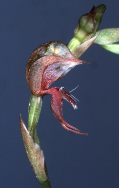 APII jpeg image of Oligochaetochilus acrus  © contact APII