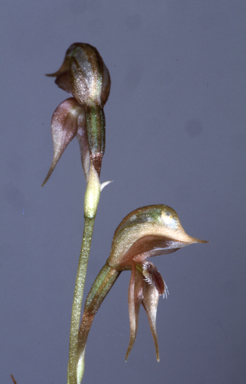 APII jpeg image of Oligochaetochilus praetermissa  © contact APII