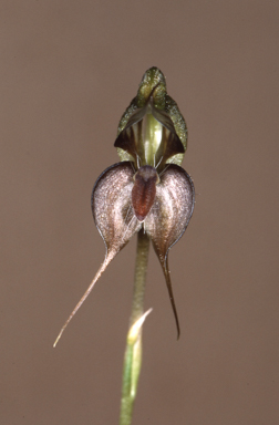 APII jpeg image of Oligochaetochilus paralinguus  © contact APII