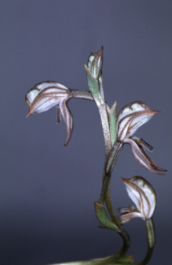 APII jpeg image of Oligochaetochilus platypus  © contact APII