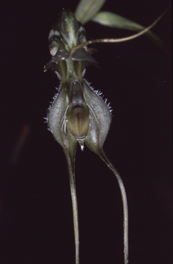 APII jpeg image of Pterostylis woollsii  © contact APII