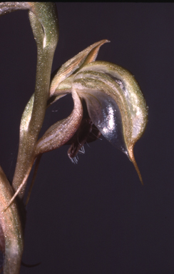 APII jpeg image of Pterostylis ovata  © contact APII