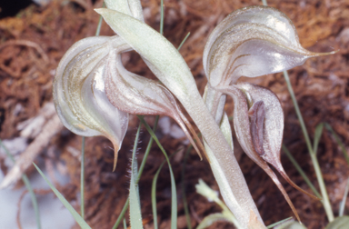 APII jpeg image of Pterostylis ovata  © contact APII