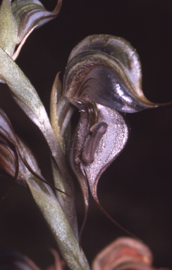 APII jpeg image of Pterostylis ovata  © contact APII