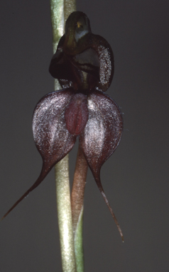 APII jpeg image of Pterostylis cheraphila  © contact APII