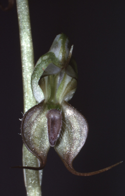 APII jpeg image of Pterostylis cobarensis  © contact APII