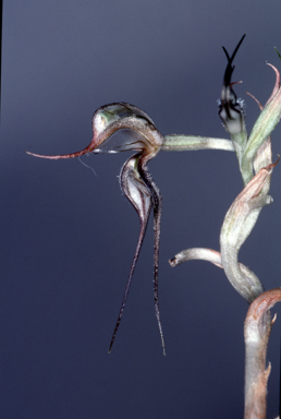 APII jpeg image of Oligochaetochilus despectans  © contact APII