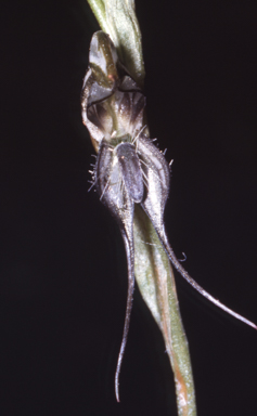 APII jpeg image of Pterostylis excelsa  © contact APII