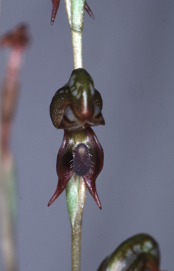 APII jpeg image of Oligochaetochilus ferrugineus  © contact APII