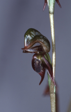 APII jpeg image of Oligochaetochilus ferrugineus  © contact APII