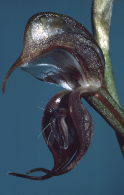 APII jpeg image of Pterostylis hamata  © contact APII