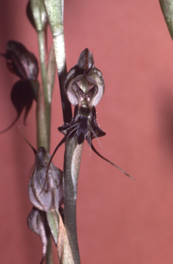 APII jpeg image of Pterostylis insectifera  © contact APII