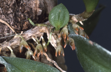 APII jpeg image of Bulbophyllum intermedium  © contact APII