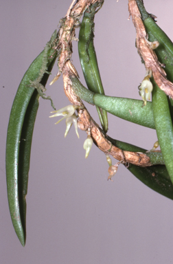 APII jpeg image of Oxysepala shepherdii  © contact APII