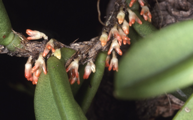 APII jpeg image of Oxysepala schilleriana  © contact APII