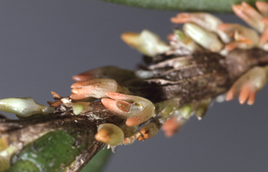 APII jpeg image of Bulbophyllum intermedium  © contact APII