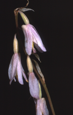 APII jpeg image of Pachystoma pubescens  © contact APII