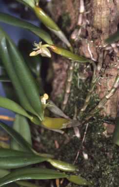 APII jpeg image of Abaxianthus convexus  © contact APII