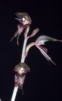 APII jpeg image of Acianthus exsertus  © contact APII