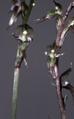 APII jpeg image of Acianthus borealis,<br/>Acianthus fornicatus  © contact APII