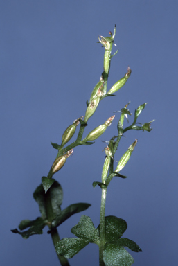 APII jpeg image of Stigmatodactylus amplexicaulis  © contact APII