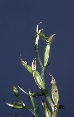 APII jpeg image of Stigmatodactylus amplexicaulis  © contact APII