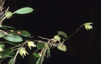 APII jpeg image of Bulbophyllum exiguum  © contact APII