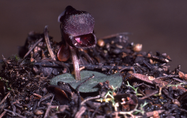 APII jpeg image of Corybas unguiculatus  © contact APII
