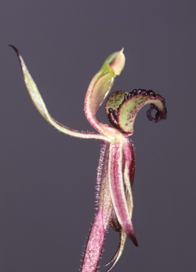 APII jpeg image of Arachnorchis actensis  © contact APII