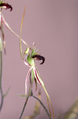 APII jpeg image of Caladenia tentaculata  © contact APII