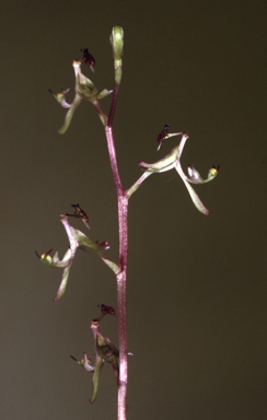 APII jpeg image of Arthrochilus  © contact APII