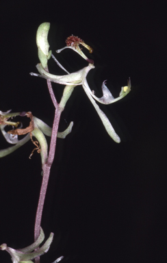 APII jpeg image of Arthrochilus corinnae  © contact APII