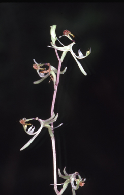 APII jpeg image of Arthrochilus corinnae  © contact APII