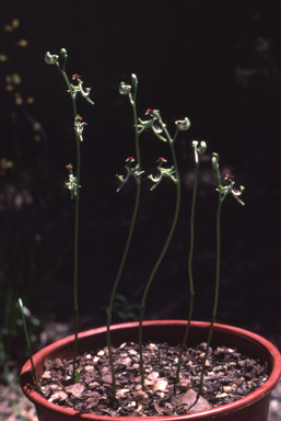 APII jpeg image of Arthrochilus latipes  © contact APII