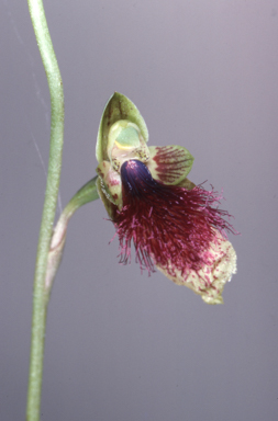 APII jpeg image of Calochilus ORCHID_4  © contact APII