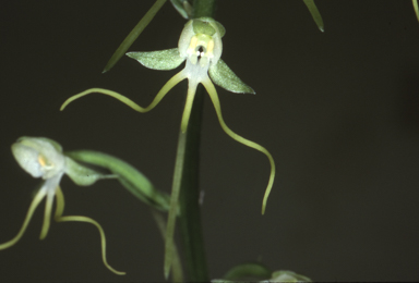 APII jpeg image of Habenaria triplonema  © contact APII