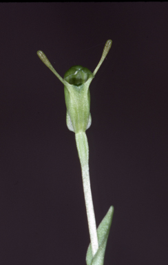 APII jpeg image of Pterostylis telmata  © contact APII